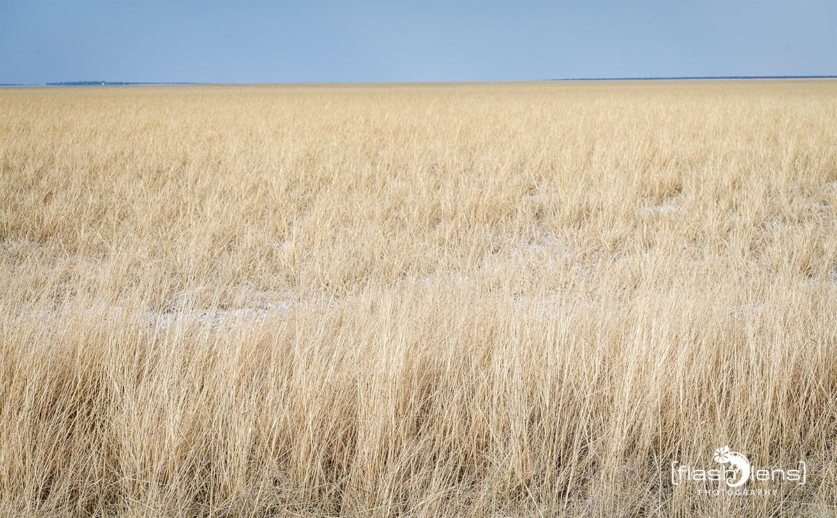 etosha 002