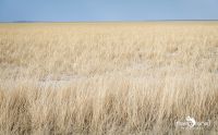 etosha 002