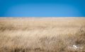 etosha 003