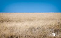 etosha 003