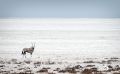 etosha 006