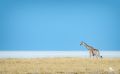 etosha 007