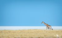 etosha 007