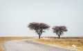 etosha 008
