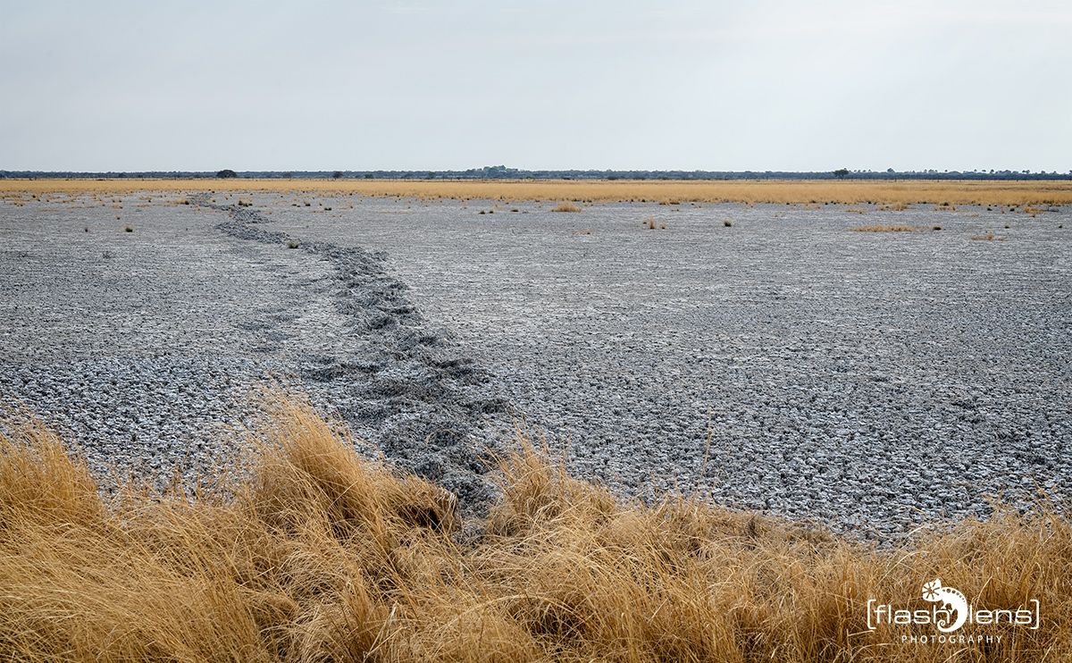 etosha 010