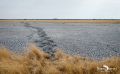 etosha 010