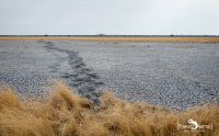 etosha 010