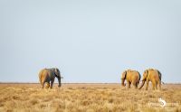 etosha 011