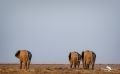 etosha 012