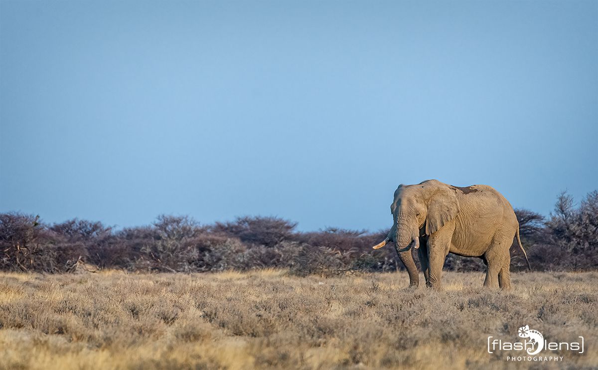 etosha 014