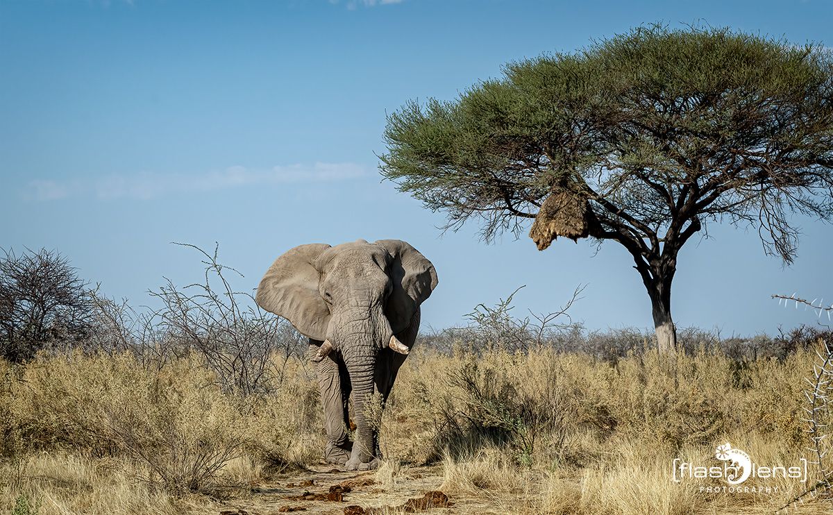 etosha 015
