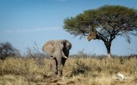 etosha 015