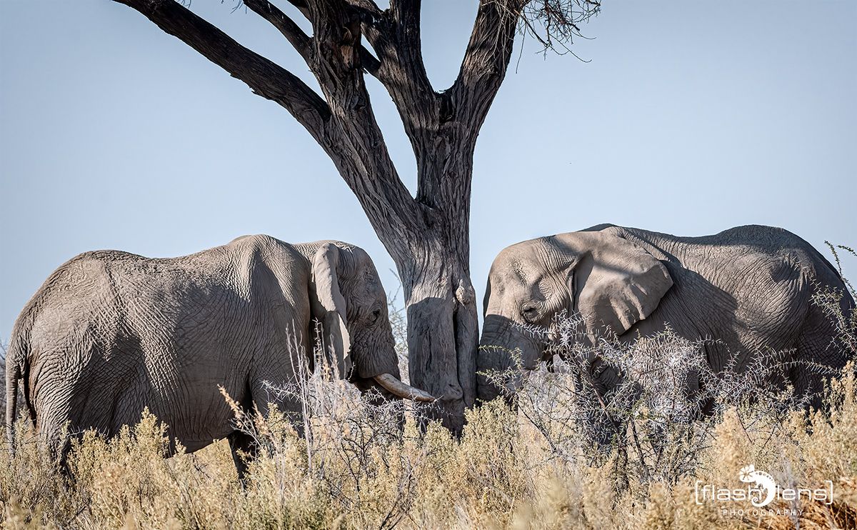 etosha 016
