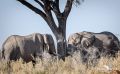 etosha 016