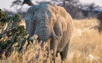 etosha 017