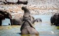 etosha 018