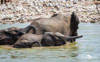 etosha 020