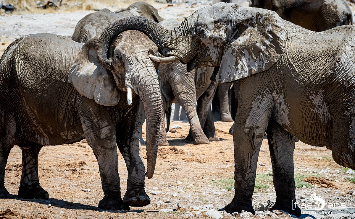 etosha 021