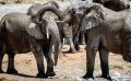 etosha 021