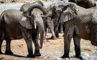 etosha 021