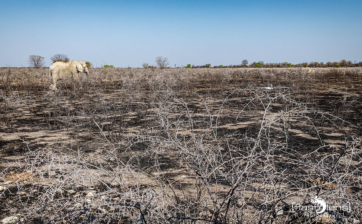etosha 022