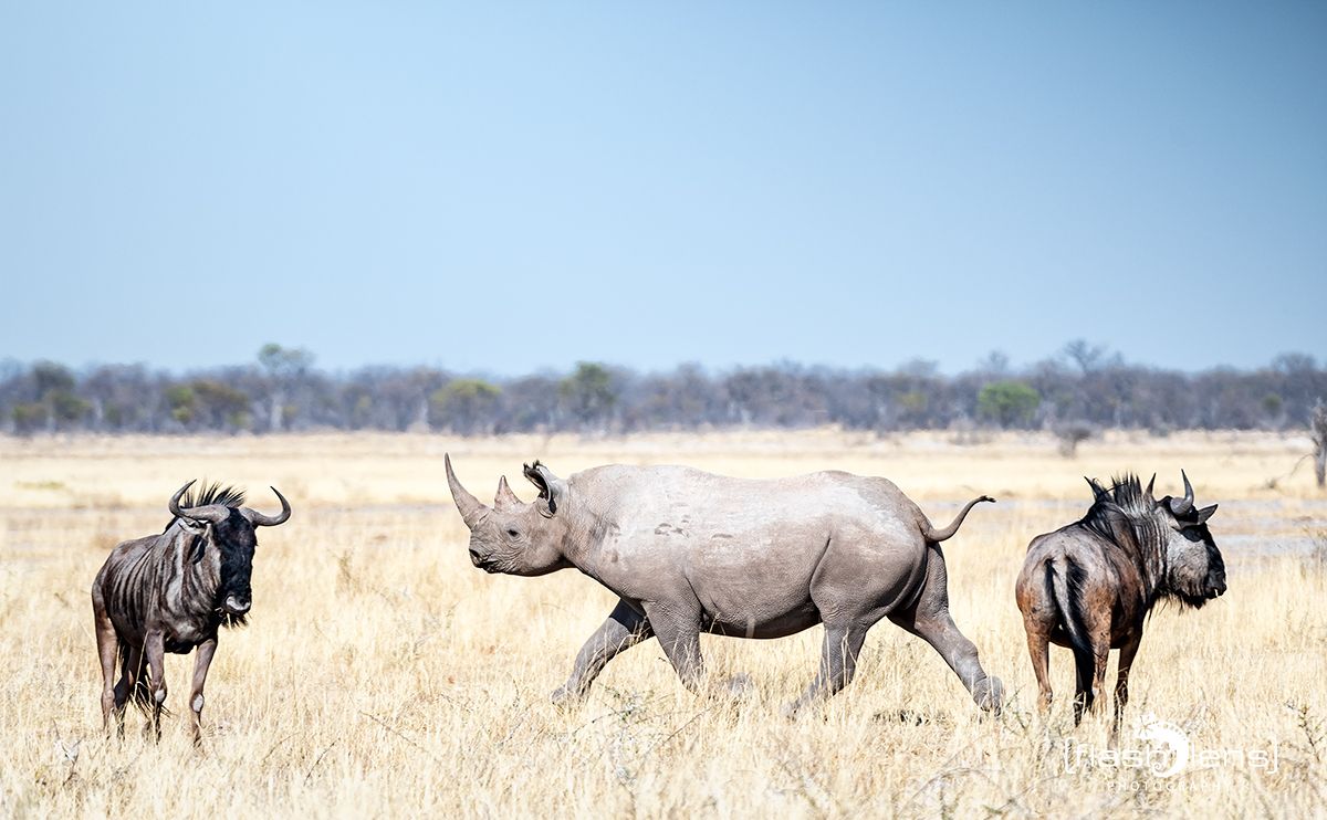 etosha 024