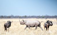 etosha 024