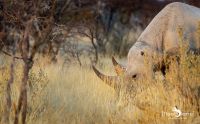 etosha 025