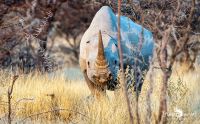 etosha 026