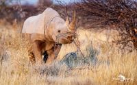 etosha 027