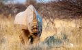 etosha 028