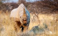 etosha 028