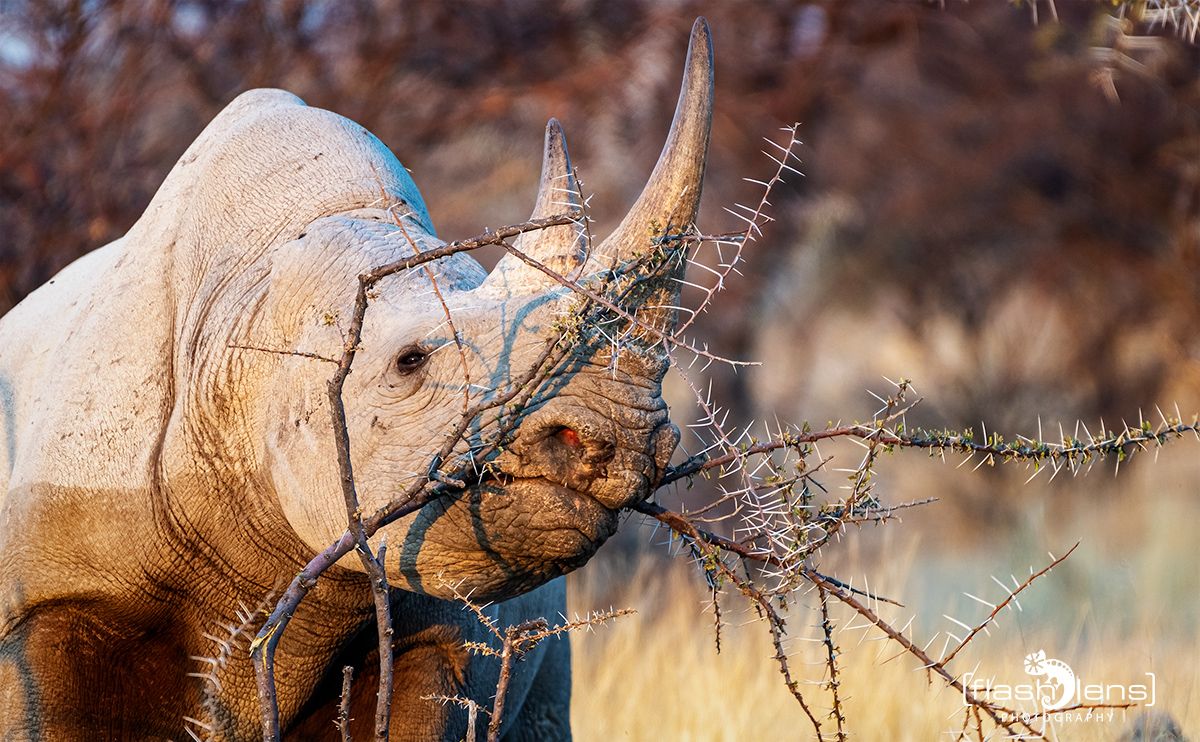 etosha 030