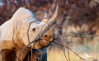 etosha 030
