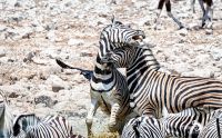 etosha 031