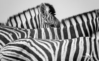 etosha 032