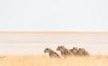 etosha 034