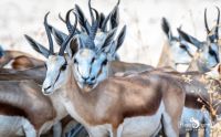 etosha 040