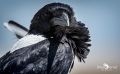 etosha 044