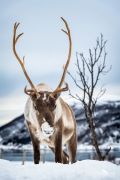 tromso 2022 005
