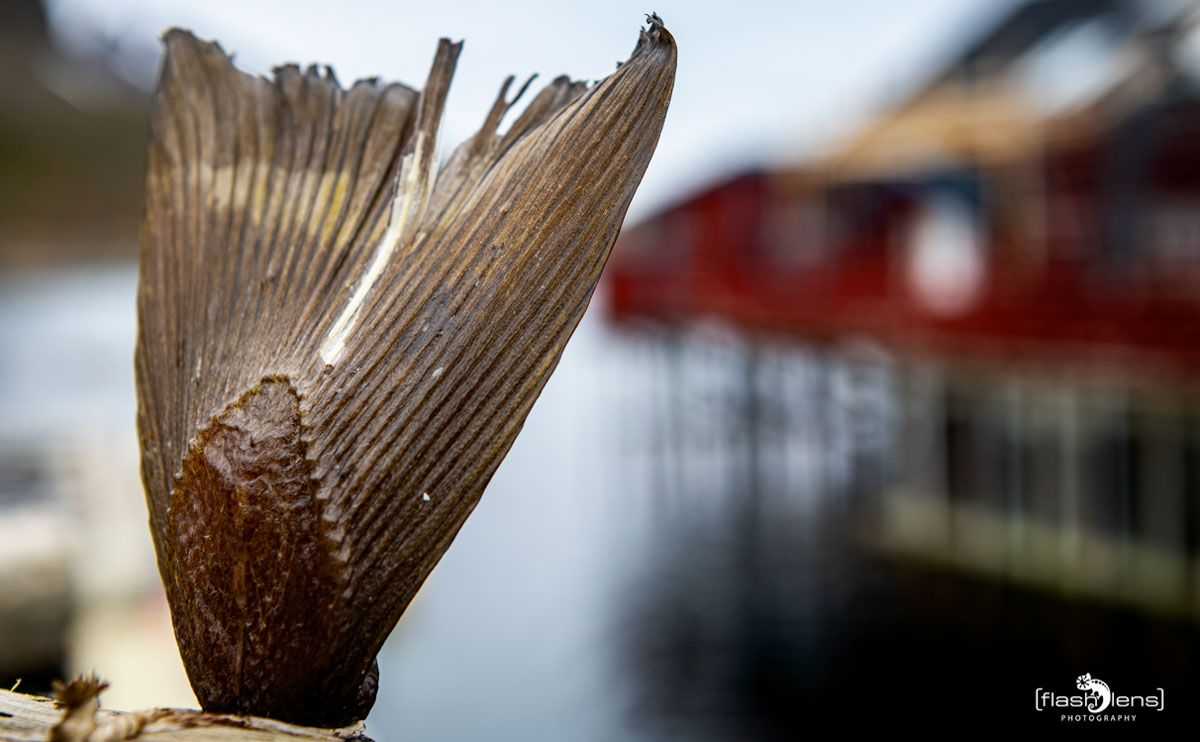 lofoten 2022 103
