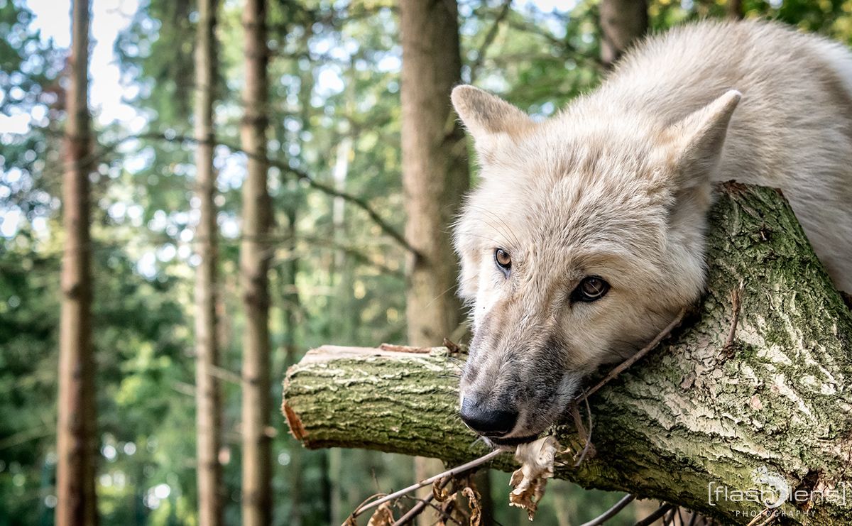Wolfcenter 011
