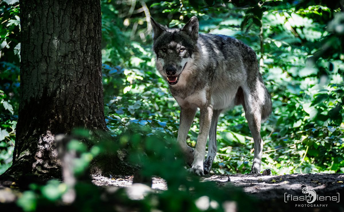 Wolfcenter 014
