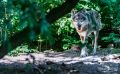 Wolfcenter 015
