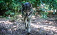 Wolfcenter 016