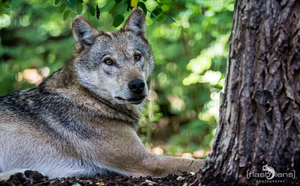 Wolfcenter 018