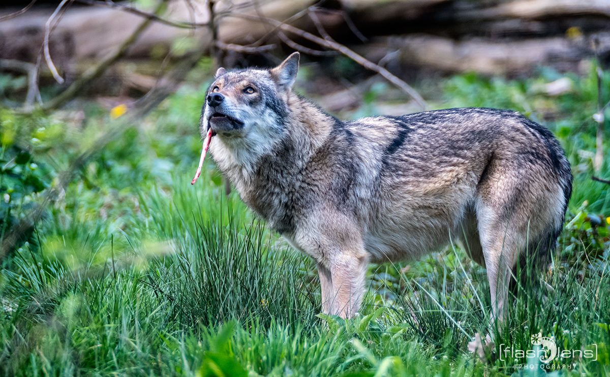 Biotopwildpark Anholter Schweiz 008