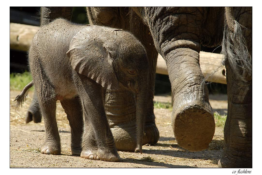 Elefanten 004