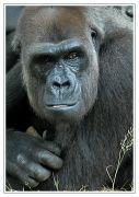 Gorillas 001
