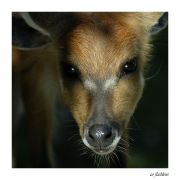 Hirsche 011
